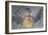 A Black-Finned Snake Eel Pokes its Head Out of a Sandy Seafloor-Stocktrek Images-Framed Photographic Print