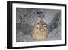 A Black-Finned Snake Eel Pokes its Head Out of a Sandy Seafloor-Stocktrek Images-Framed Photographic Print