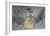 A Black-Finned Snake Eel Pokes its Head Out of a Sandy Seafloor-Stocktrek Images-Framed Photographic Print