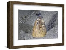 A Black-Finned Snake Eel Pokes its Head Out of a Sandy Seafloor-Stocktrek Images-Framed Photographic Print