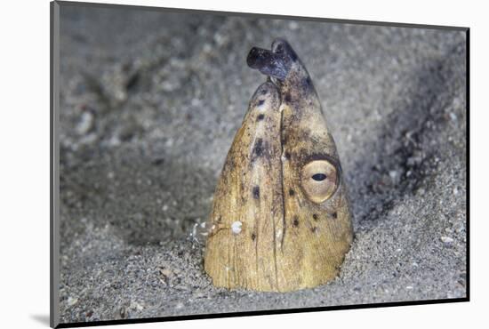 A Black-Finned Snake Eel Pokes its Head Out of a Sandy Seafloor-Stocktrek Images-Mounted Photographic Print