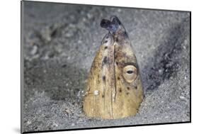 A Black-Finned Snake Eel Pokes its Head Out of a Sandy Seafloor-Stocktrek Images-Mounted Photographic Print