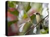 A Black-Goggled Tanager (Trichothraupis Melanops) in the Atlantic Rainforest, Ubatuba, Brazil-Alex Saberi-Stretched Canvas