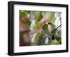 A Black-Goggled Tanager (Trichothraupis Melanops) in the Atlantic Rainforest, Ubatuba, Brazil-Alex Saberi-Framed Photographic Print