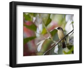 A Black-Goggled Tanager (Trichothraupis Melanops) in the Atlantic Rainforest, Ubatuba, Brazil-Alex Saberi-Framed Photographic Print