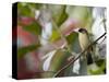 A Black-Goggled Tanager (Trichothraupis Melanops) in the Atlantic Rainforest, Ubatuba, Brazil-Alex Saberi-Stretched Canvas