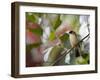 A Black-Goggled Tanager (Trichothraupis Melanops) in the Atlantic Rainforest, Ubatuba, Brazil-Alex Saberi-Framed Photographic Print