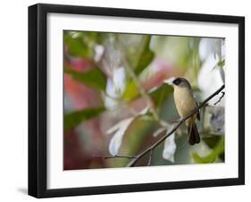 A Black-Goggled Tanager (Trichothraupis Melanops) in the Atlantic Rainforest, Ubatuba, Brazil-Alex Saberi-Framed Photographic Print