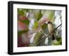 A Black-Goggled Tanager (Trichothraupis Melanops) in the Atlantic Rainforest, Ubatuba, Brazil-Alex Saberi-Framed Photographic Print