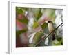 A Black-Goggled Tanager (Trichothraupis Melanops) in the Atlantic Rainforest, Ubatuba, Brazil-Alex Saberi-Framed Photographic Print