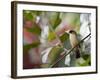 A Black-Goggled Tanager (Trichothraupis Melanops) in the Atlantic Rainforest, Ubatuba, Brazil-Alex Saberi-Framed Photographic Print