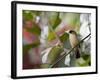 A Black-Goggled Tanager (Trichothraupis Melanops) in the Atlantic Rainforest, Ubatuba, Brazil-Alex Saberi-Framed Photographic Print