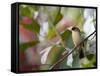 A Black-Goggled Tanager (Trichothraupis Melanops) in the Atlantic Rainforest, Ubatuba, Brazil-Alex Saberi-Framed Stretched Canvas