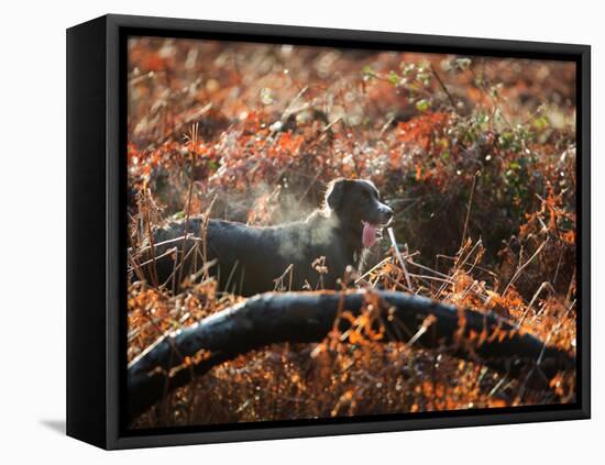 A Black Labrador Stops for a Breath in Fall Foliage in Richmond Park-Alex Saberi-Framed Stretched Canvas