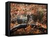 A Black Labrador Stops for a Breath in Fall Foliage in Richmond Park-Alex Saberi-Framed Stretched Canvas