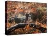 A Black Labrador Stops for a Breath in Fall Foliage in Richmond Park-Alex Saberi-Stretched Canvas