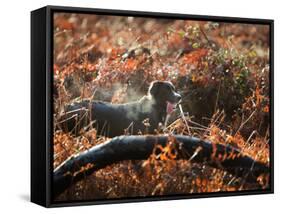 A Black Labrador Stops for a Breath in Fall Foliage in Richmond Park-Alex Saberi-Framed Stretched Canvas