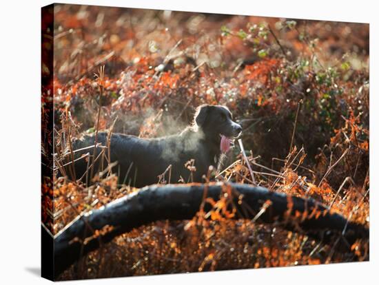 A Black Labrador Stops for a Breath in Fall Foliage in Richmond Park-Alex Saberi-Stretched Canvas