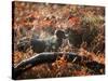 A Black Labrador Stops for a Breath in Fall Foliage in Richmond Park-Alex Saberi-Stretched Canvas