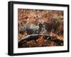 A Black Labrador Stops for a Breath in Fall Foliage in Richmond Park-Alex Saberi-Framed Photographic Print