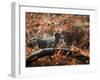 A Black Labrador Stops for a Breath in Fall Foliage in Richmond Park-Alex Saberi-Framed Photographic Print