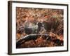 A Black Labrador Stops for a Breath in Fall Foliage in Richmond Park-Alex Saberi-Framed Photographic Print