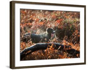 A Black Labrador Stops for a Breath in Fall Foliage in Richmond Park-Alex Saberi-Framed Photographic Print