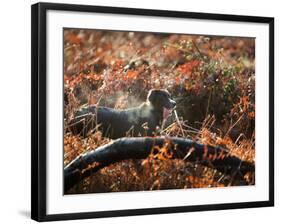 A Black Labrador Stops for a Breath in Fall Foliage in Richmond Park-Alex Saberi-Framed Photographic Print