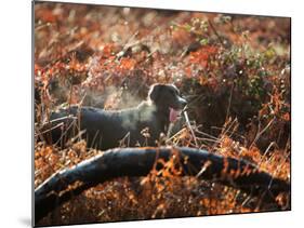 A Black Labrador Stops for a Breath in Fall Foliage in Richmond Park-Alex Saberi-Mounted Photographic Print