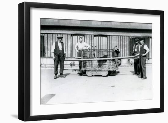 A Black Leopard Being Transported in a Cage by Keepers at London Zoo, June 1922-Frederick William Bond-Framed Photographic Print