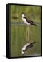 A Black-Necked Stilt and its Reflection in a Southern California Wetland-Neil Losin-Framed Stretched Canvas
