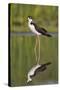 A Black-Necked Stilt and its Reflection in a Southern California Wetland-Neil Losin-Stretched Canvas