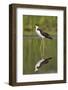 A Black-Necked Stilt and its Reflection in a Southern California Wetland-Neil Losin-Framed Photographic Print