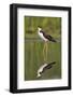 A Black-Necked Stilt and its Reflection in a Southern California Wetland-Neil Losin-Framed Photographic Print