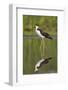 A Black-Necked Stilt and its Reflection in a Southern California Wetland-Neil Losin-Framed Photographic Print