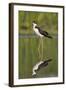 A Black-Necked Stilt and its Reflection in a Southern California Wetland-Neil Losin-Framed Photographic Print