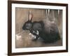 A Black Rabbit (Bodycolour on Linen)-Joseph Crawhall-Framed Giclee Print