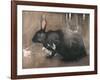 A Black Rabbit (Bodycolour on Linen)-Joseph Crawhall-Framed Giclee Print
