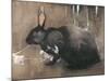 A Black Rabbit (Bodycolour on Linen)-Joseph Crawhall-Mounted Giclee Print
