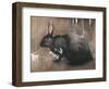 A Black Rabbit (Bodycolour on Linen)-Joseph Crawhall-Framed Giclee Print