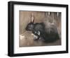 A Black Rabbit (Bodycolour on Linen)-Joseph Crawhall-Framed Giclee Print