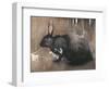 A Black Rabbit (Bodycolour on Linen)-Joseph Crawhall-Framed Giclee Print