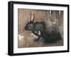 A Black Rabbit (Bodycolour on Linen)-Joseph Crawhall-Framed Giclee Print