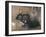 A Black Rabbit (Bodycolour on Linen)-Joseph Crawhall-Framed Giclee Print