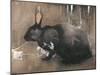 A Black Rabbit (Bodycolour on Linen)-Joseph Crawhall-Mounted Giclee Print