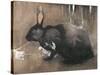 A Black Rabbit (Bodycolour on Linen)-Joseph Crawhall-Stretched Canvas