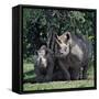 A Black Rhino and Calf in the Aberdare Natrional Park-Nigel Pavitt-Framed Stretched Canvas