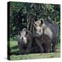 A Black Rhino and Calf in the Aberdare Natrional Park-Nigel Pavitt-Stretched Canvas