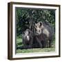 A Black Rhino and Calf in the Aberdare Natrional Park-Nigel Pavitt-Framed Photographic Print