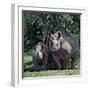 A Black Rhino and Calf in the Aberdare Natrional Park-Nigel Pavitt-Framed Photographic Print